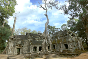 Angkor / Ta Phrom