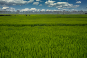Hoi An / Reisfelder